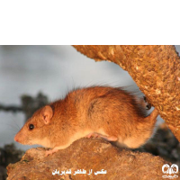 گونه موش سیاه Roof Rat